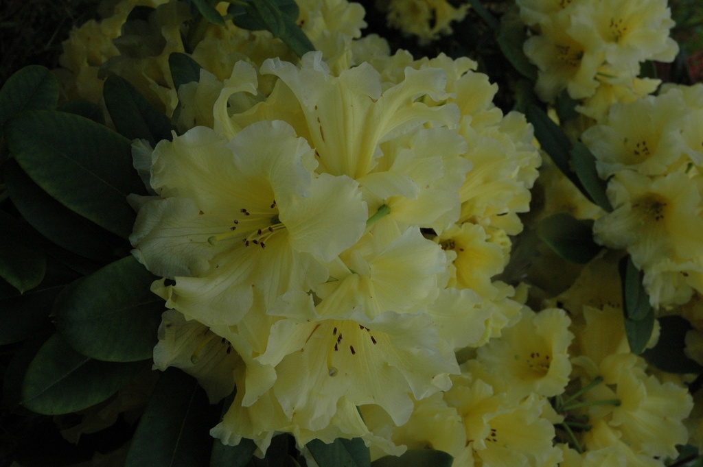 Rhodo Hotei